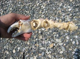 фото с камчатки.
вот черная как то не попалась.