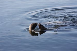фото с камчатки.
вот черная как то не попалась.