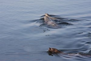 фото с камчатки.
вот черная как то не попалась.
