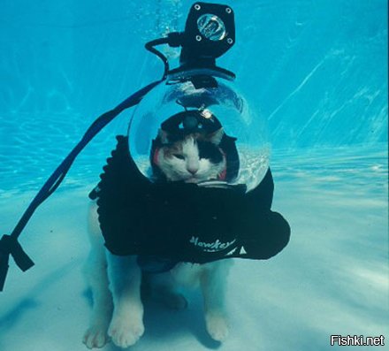 Так и чо?
На всякий, даже морской, баян есть морской кот - таки с морской лампой.