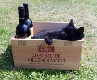 Вот он настоящий кот аристократа