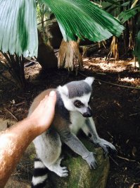 из личного, сингапурский зоопарк. узбогоение. :)