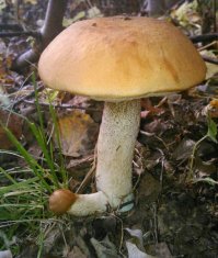 Немного прикольных картинок из сети
