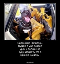 Знаете почему на них невозможно злиться?