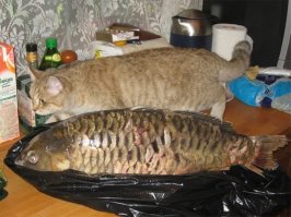 то ли мимикрирует, то ли к носу прикидывает, влезет ли все в него