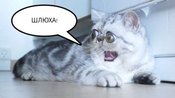 Смешные комментарии из социальных сетей!