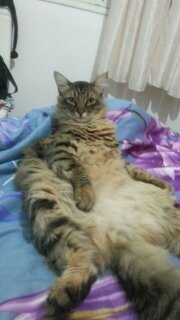 Крошечный котенок, найденный на улице, оказывается не тем, кем казался