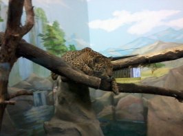 Был в Новосибирске, тоже отличный зоопарк...