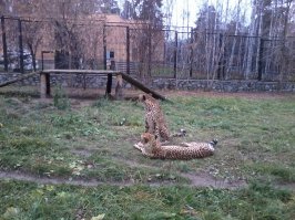 Был в Новосибирске, тоже отличный зоопарк...