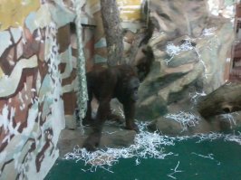 Был в Новосибирске, тоже отличный зоопарк...