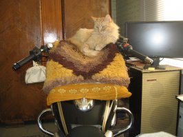 ...и выхожу я из дома, а у калитки малинкий рыжий комочек пищит.
Тут он уже взрослый, собираетса сдавать на права.
Жаль, но теперь уже почти год, как гонитса за мышками в небесах((