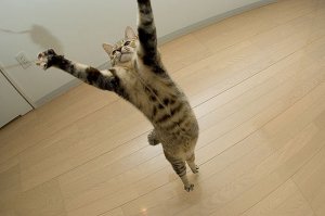 Вызов принят!