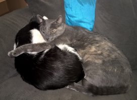 Знаете почему на них невозможно злиться?