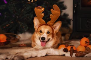 К Рождеству и Новому Году готовы)