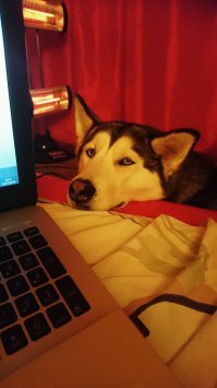 Знаете почему на них невозможно злиться?