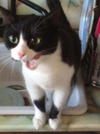 Всем любителям кошек! Никто не хочет усыновить ? 
    Котик, 5 лет, здоровый (в том числе и размерами), урезанный вариант)) Мурчит, носится как конь, хвост в этот момент больше напоминает ерш для прочистки труб. Всеядный, любит сырую картошку и теплую водичку прямо из-под крана.
  Мама последнее время то в санатории, то в больнице, а у меня собака, они конфликтуют. 
 Оставляйте коммент - я свяжусь, оставлю свои контакты.