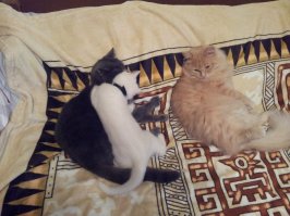 Рыжего котика и серую кошечку, подкинули на даче... В октябре несколько лет назад (родители внепланово поехали вещи забрать), судьба наверно... Им месяц был. Белого комочка нашли в подъезде, невероятно ласковый котейка, приходит мурлыкаться и лизаться до сих пор)))
А в детстве нашли сиамского котенка (девочка)... Поиздевались над  ней прилично... Отмыли, отогрели, умная очень кошечка была, Умкой назвали))) Прожила с нами 14 лет и все(((