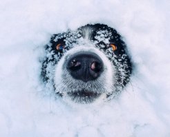 Знаете почему на них невозможно злиться?