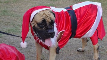27 очаровательных собак, готовых встречать Рождество