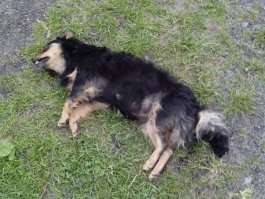 Вот чем она моет