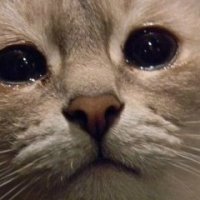 Это все ладно, но почему кот с лампой и медведь-то ушлепки?