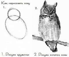чет как про сову прям