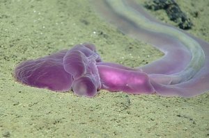 Сперматозоид чистой воды