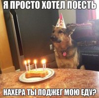 Старейшей горилле в мире исполнилось 60 лет