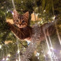 50 гениальных способов защитить елку от нападения четвероногих проказников