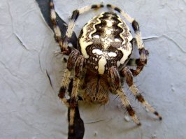 Попался на границе калужской и брянской областей