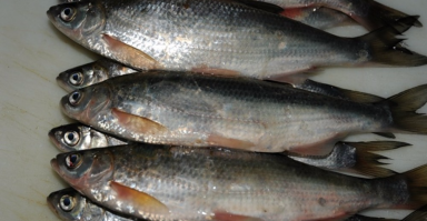 Похоже, что не похоже (групповой портрет шемайки см.)