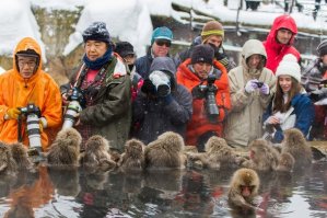 Не дает покоя один вопрос: а когда обезьянки вылезают из воды - они не замерзают в сосульку?   как греются и обсыхают? это же ппц как холодно, мокрыми-то.