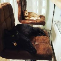 Эти двоя уже ушатали мою елку, шарики спи..здили, гирлянду перегрызли, хоть под елкой не насрали.. хотя надо проверить