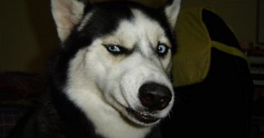 Одинокий студент оригинально спародировал романтическую фотографию