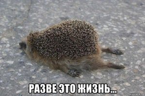 Эти ежики - настоящие герои года!