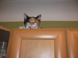 Следит за порядком.