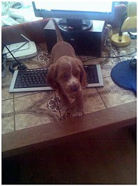 Спаниэль - зовут Нина...и ничего не придурковатая...Бейсик уже освоила -