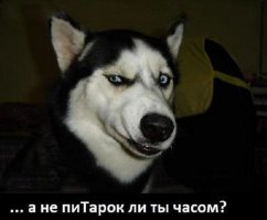 55-летний трансгендер превратил себя в дракона