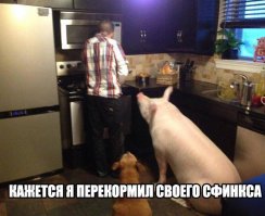 А у меня сфинкс. Приёмыш. Долго привыкали, а теперь самый любимый котэ