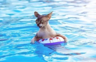 Красота требует жертв