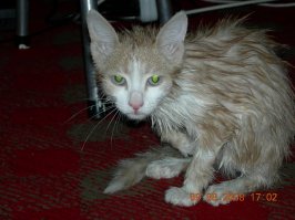 Это моё котэ.....