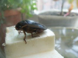 Жил в банке у меня такой лето.Кормил курицей и рыбой.