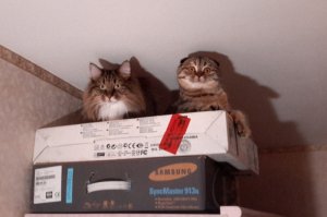 Моя банда в засаде)