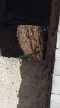 Крымский багамол