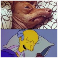 25 смешных собак в фотоподборке "Я и похмелье"