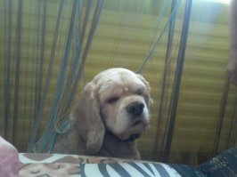 25 смешных собак в фотоподборке "Я и похмелье"