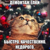 Как защитить елку от питомца?