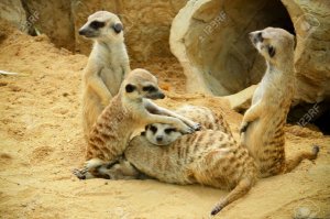 Фото, которые необходимо смотреть дважды!