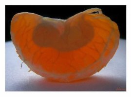 Фото, которые необходимо смотреть дважды!