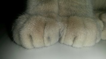 Кошачьи лапки